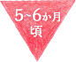 5～6か月頃